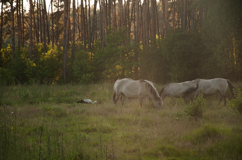 nowe guty zielone płuca regionu